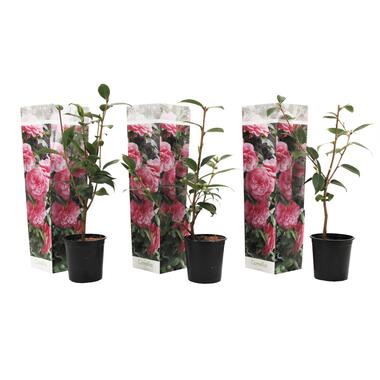 Camellia Japonica Rose - Set van 3 - Japanse Rozen - Pot 9cm - Hoogte 25-40cm product