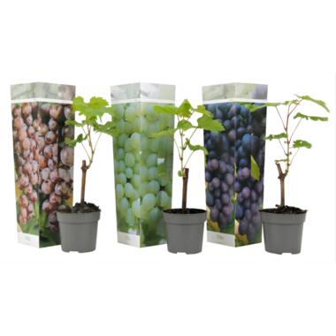 Mix van 3 Druivenplanten - Vitis Vinifera - Druif - Pot 9cm - Hoogte 25-40cm product