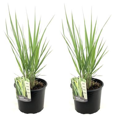 Panicum virgatum Northwind - Set van 2 - Siergrassen - Pot 23cm - Hoogte 40-60cm product