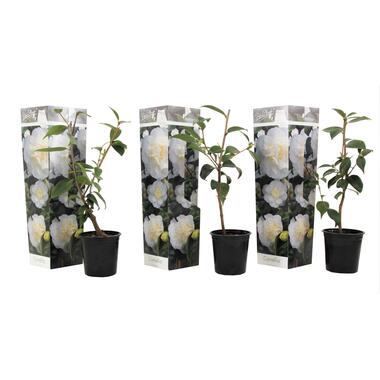 Camellia japonica - Set de 3 - Blanc - Roses - Pot 9cm - Hauteur 25-40cm product