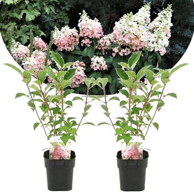 Hydrangea paniculata Diamond - Set van 2 - Hortensia - ⌀17cm - Hoogte 30cm product