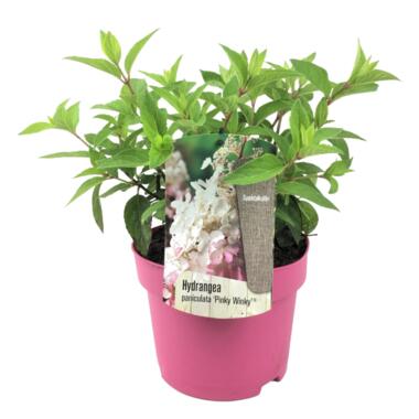 Hydrangea 'Pinky Winky' - Pluimhortensia - Pot 19cm - Hoogte 25-40cm product