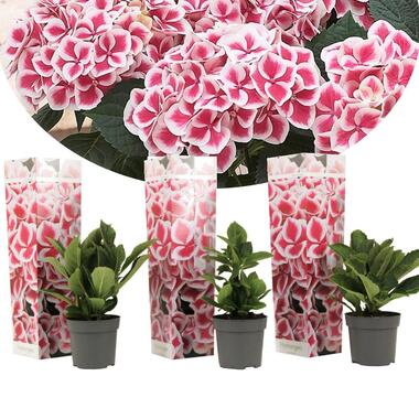 Hydrangea bicolor 'Camilla' roze - Hortensia - Set van 3 - ⌀9cm - Hoogte 25-40cm product