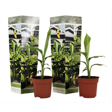 Musa Basjoo - Set de 2 - Plante de banane - Jardin - Pot 9cm - Hauteur 25-40cm product