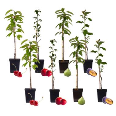 Arbres fruitiers - Mélange de 8 - Prunus Pyrus Malus - Pot 9cm - Hauteur 60-70cm product