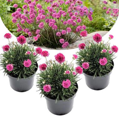 Armeria maritima - Set van 3 - Roze tuinplanten - Pot 12cm - Hoogte 20-30cm product