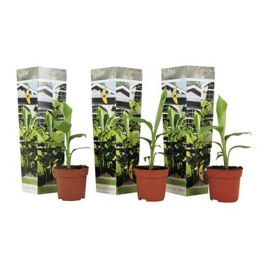 Musa Basjoo - Set van 3 - Bananenplant - Tuinplant - Pot 9cm - Hoogte 25-40cm product