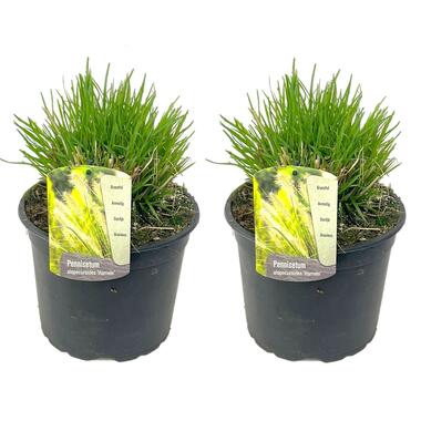 Pennisetum 'Hameln' Herbe ornementale - Set de 2 - Pot 23cm - Hauteur 20-30cm product