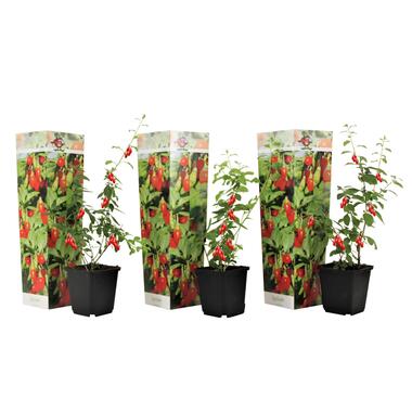 Set de 3 Lycium Barbarum - Plantes de Goji - Pot 9cm - Hauteur 25-40cm product