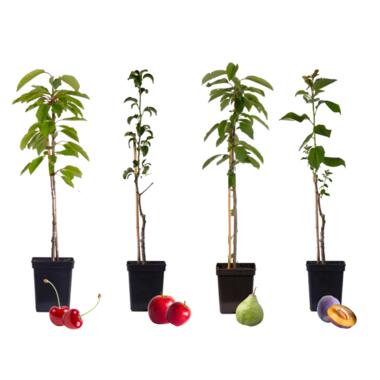 4 zuilvormige fruitbomen - Prunus - Pyrus - Malus - Pot 9cm - Hoogte 60-70cm product