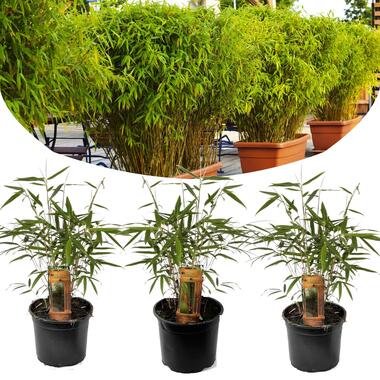 Set van 3 Fargesia Rufa - Niet woekerende bamboe - Pot 13cm - Hoogte 25-40cm product