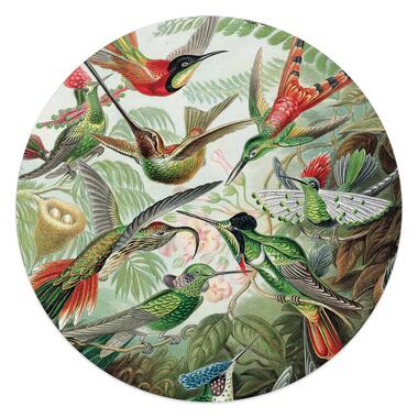 Plexiglasschilderij - Hummingbirds - Ø 50 cm Plexiglas product