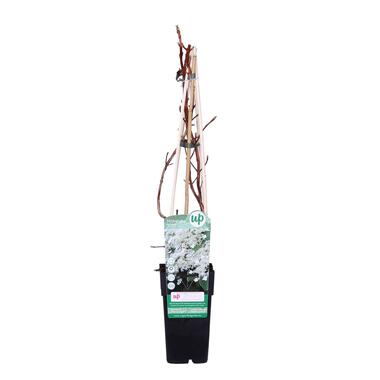 Hydrangea Petiolaris – Klimhortensia – Klimplant – ⌀15 cm - ↕60-70 cm product