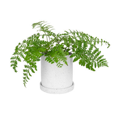 QUVIO Pot de fleurs - Céramique - Blanc product