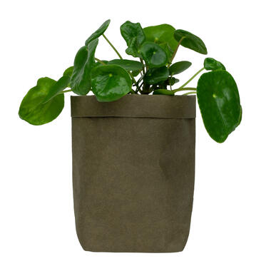 QUVIO Plantenzak uitwasbaar 10x10x20cm - Donker groen product
