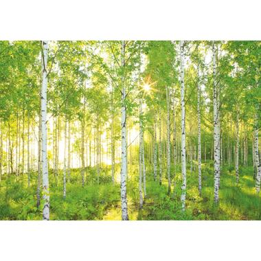 Komar fotobehangpapier - Sunday - groen - 368 x 254 cm - 610986 product