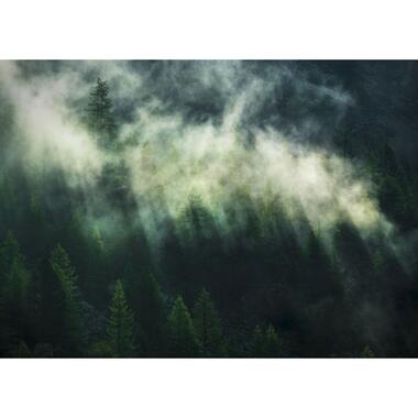 Komar fotobehangpapier - Misty Crowns - donkergroen - 350 x 250 cm product