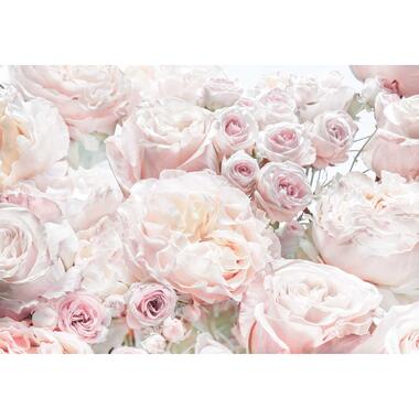 Komar fotobehangpapier - Spring Roses - licht roze - 368 x 254 cm product