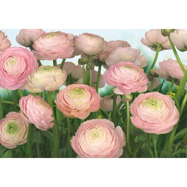 Komar papier peint panoramique - Gentle Rosé - rose et vert - 368 x 254 cm product