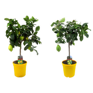 Citronnier - Set de 2 - Citrus limon - Hauteur 60-70cm - ⌀19cm product