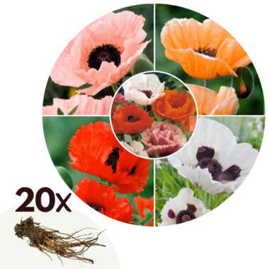 Coquelicot - Set de 20 - Papaver orientale - Rhizomes product