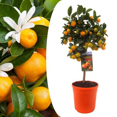 Citrus Calamondin - Citrusboom - Pot 19cm - Hoogte 55-65cm product
