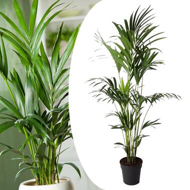 Howea Forsteriana - Kentiapalm - XXL kamerplant - Pot 24cm - Hoogte 150-170cm product