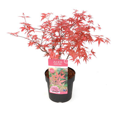 Acer palmatum ´Beni Maiko´ - Japanse Esdoorn - Pot 19cm - Hoogte 60-70cm product