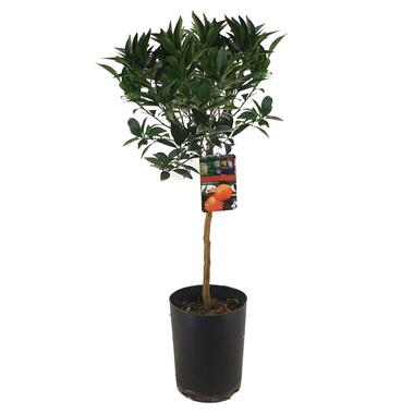 Citrus aurantium Tarocco - Fruitboom - Pot 19cm - Hoogte 90-110cm product