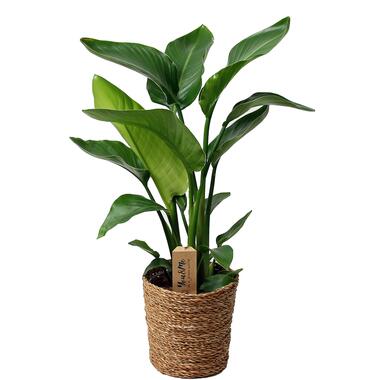 Strelitzia Nicolai - Plante Oiseau de Paradis - Pot 17cm - Hauteur 55-70cm product