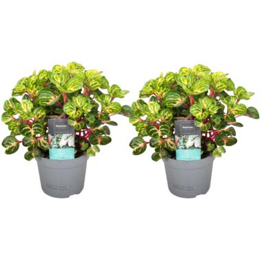 Iresine Herbsti 'Jaune' - Set de 2 - Plante à tige - Pot 13cm - Hauteur 20-30cm product