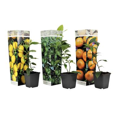 Citrus Mix - Set de 3 - Citron, citron vert, orange - ⌀9cm - Hauteur 25-40cm product