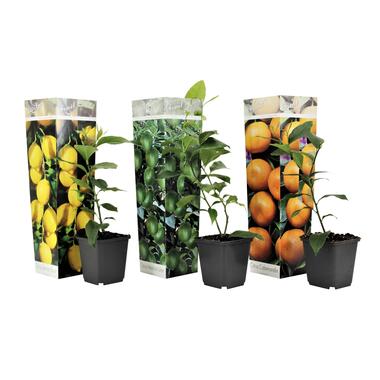 Mélange de citrons - Set de 3 - Citrus limon - Hauteur 25-40cm - ⌀9cm product