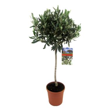 Olea Europaea - Winterharde olijfboom op stam - Pot 21cm - Hoogte 90-100cm product