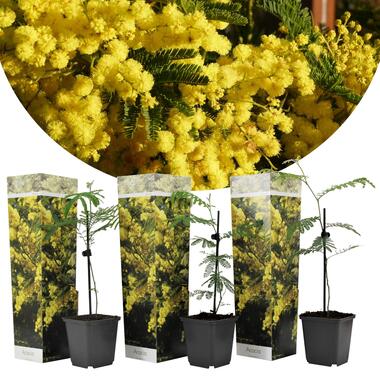 Acacia dealbata Mimosa - Set van 3 - Struik - Pot 9cm - Hoogte 25-40cm product