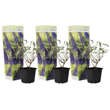 Vlinderstruiken - Buddleja Paars - Set van 3 - Tuin - Pot 9cm - Hoogte 25-40cm product