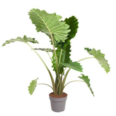 Olifantsoor - Alocasia 'Portodora' - Hoogte 110-120cm - ⌀32cm product