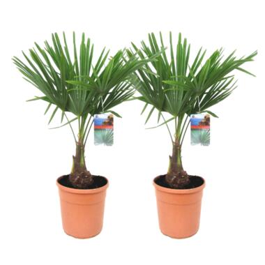 Trachycarpus Fortunei - Set van 2 - Waaierpalmboom - Pot 21cm - Hoogte 65-75cm product