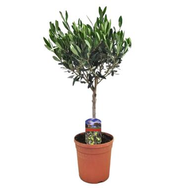 Olivier - Olea europaea - Hauteur 60-70cm - ⌀17cm product