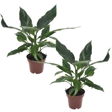 Spathiphyllum Diamond 'lys de la paix' - Set de 2 - Pot 12cm - Hauteur 40-50cm product