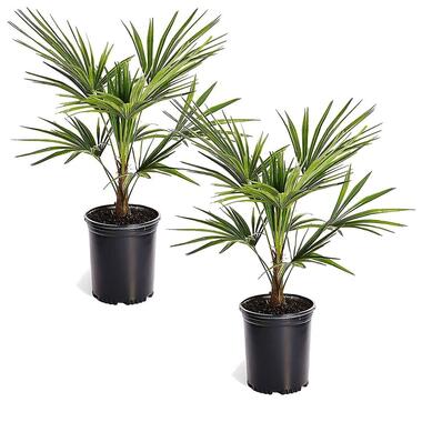 Trachycarpus Fortunei - Set van 2 - Waaierpalmboom - Pot 15cm - Hoogte 35-45cm product