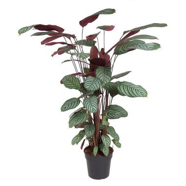 Calathea Oppenheimiana - Feuilles pourpre clair - Pot 27cm - Hauteur 120-130cm product