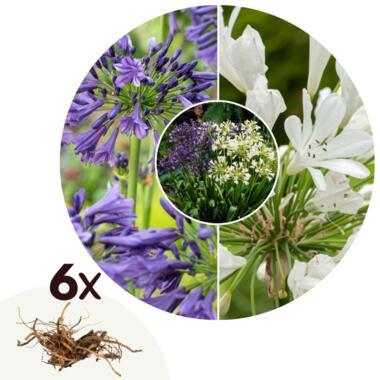 Fleur du Nil - Set de 6 - Agapanthus 'africanus', 'orientalis' - Rhizomes product