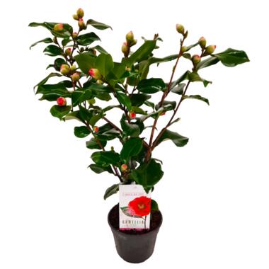 Camélia - Camellia japonica 'Dr. King' - Hauteur 50-60cm - ⌀15cm product