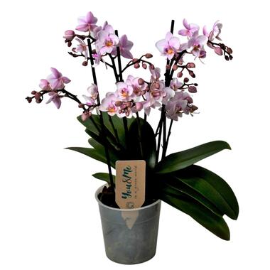 Phalaenopsis Multiflora - Orchidee roze - Pot 12cm - Hoogte 35-45cm product