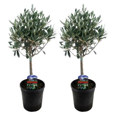 Olea Europaea - Set van 2 - Olijfboom op stam - Pot 14cm - Hoogte 50-60cm product
