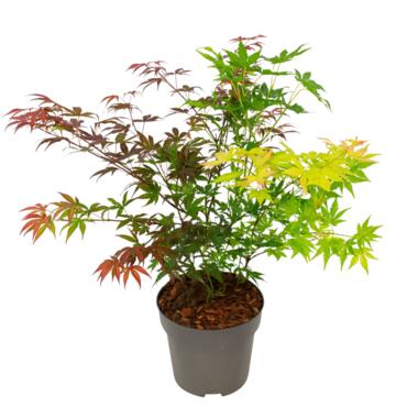 Japanse Esdoorn - Acer palmatum 'Festival' - Hoogte 60-70cm - ⌀19cm product