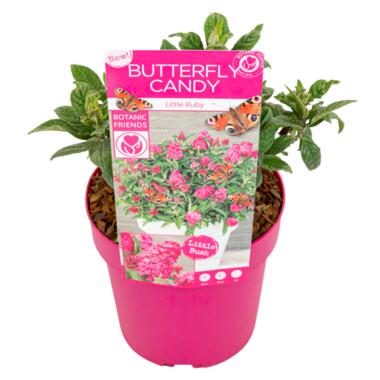 Buddleja Candy Little Ruby - Vlinderstruik - Pot 19cm - Hoogte 30-40cm product