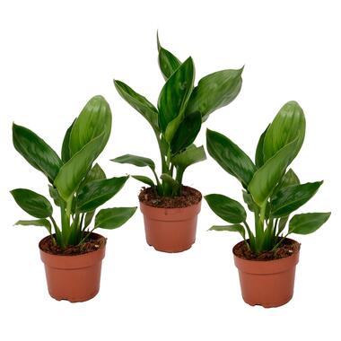 Strelitzia Reginea plante Oiseau de Paradis - Set de 3 - ⌀9cm - Hauteur 25-40cm product