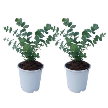 Eucalyptus Pulverulenta 'Babyblauw' - Set van 2 - Pot 13cm - Hoogte 25-40cm product